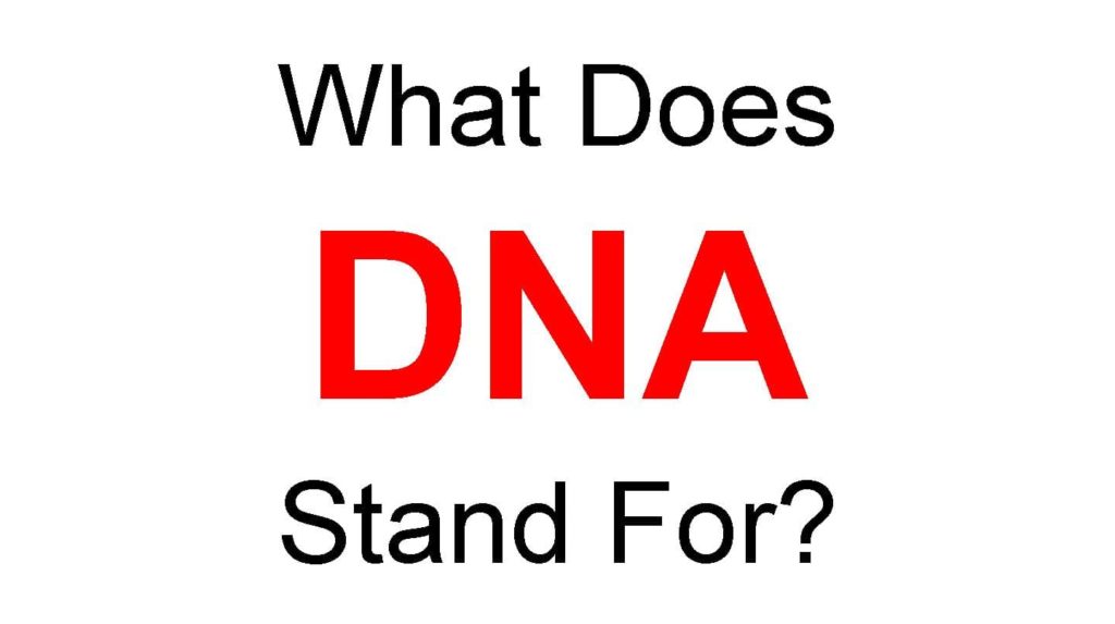What Does DNA Stand For or Full Form of DNA