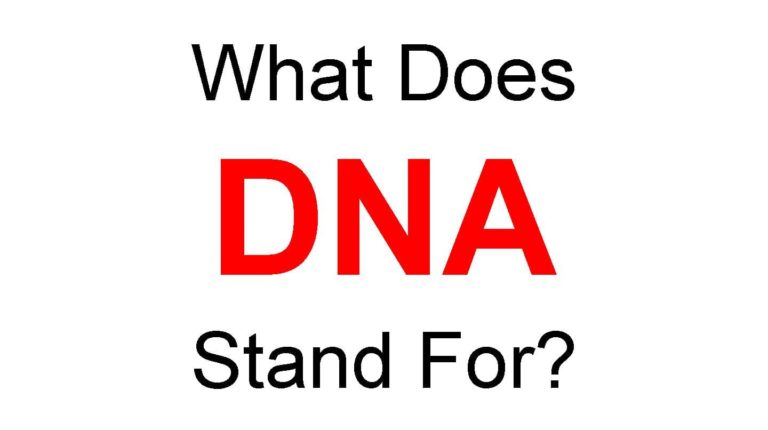 dna stands for...