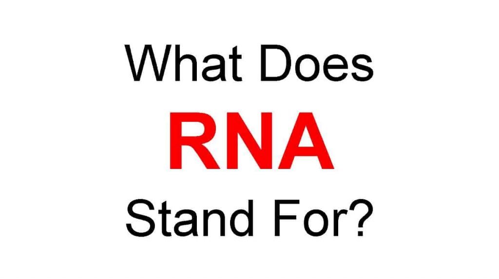 RNA Full Form – What Does RNA Stand For